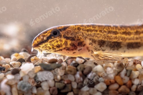 Preview: Portrait of Spotted Weather Loach