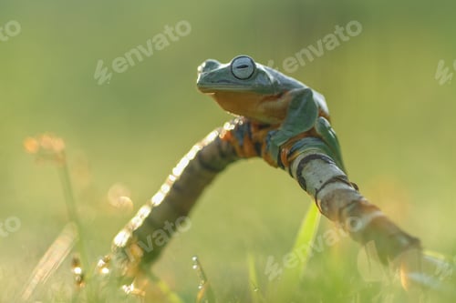 Preview: flying frog in nature