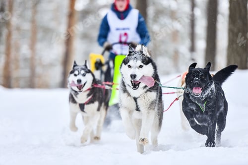 Vista previa: Husky sled dog racing