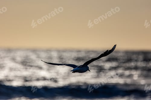 Preview: Seagull flying over ocean at sunset