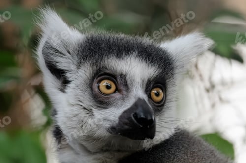 Preview: close up of an Ring-tailed lemur (Lemur Catta) close up