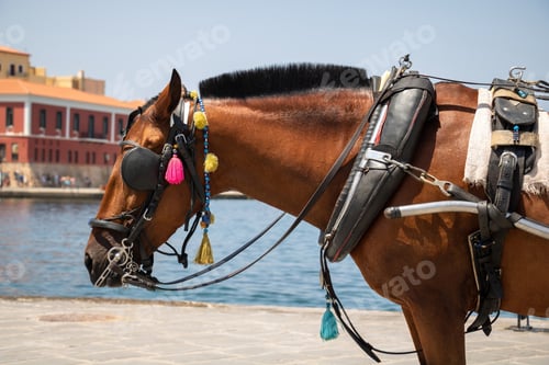 Preview: Horse carrying a tourist carriage
