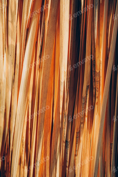 Preview: Abstract texture background with close up of dried natural palm tree leaf
