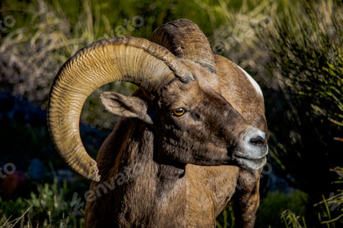 Preview: Big Horn Sheep at Colorado National Monument