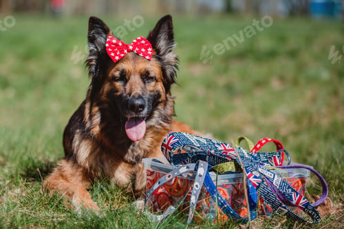 Preview: Portrait of a German shepherd dog. Dog outdoor. Purebred dog.