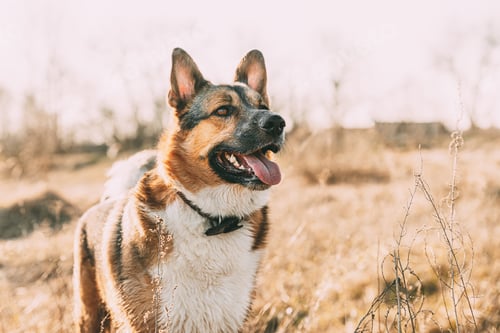 Preview: Wet Funny mixed breed Dog After Swimming