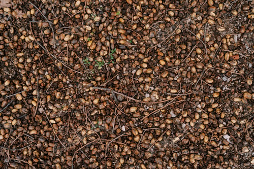 Preview: Dry crayons of a branch lie on fallen brown acorns on the ground. Top view