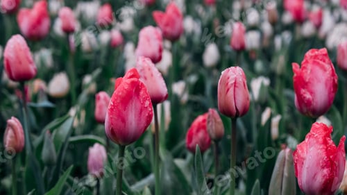 Preview: Tulips in bloom.