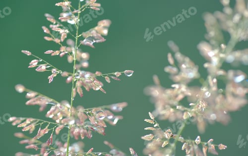 Preview: Grass flowers with dew drops