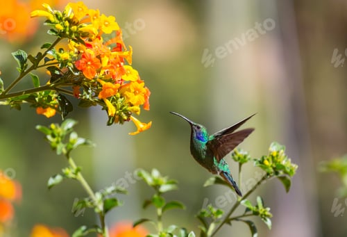 Preview: Kolibri