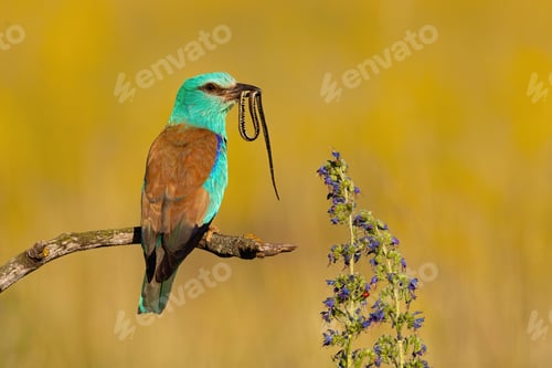 Preview: Colorful european roller sitting on a branch and holding snake in beak in summer
