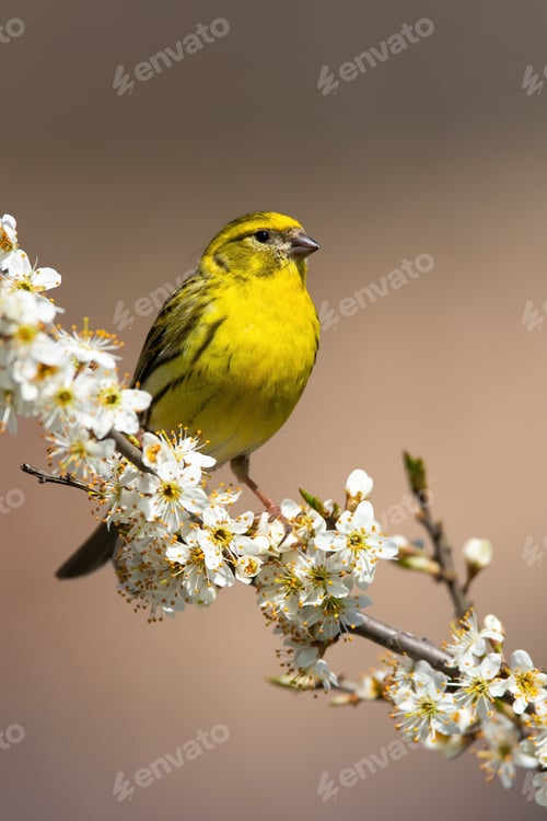 Preview: European serin male sitting on a blooming cherry twig in vertical composition