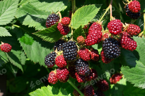 Preview: Blackberry bush close up. Berry background. Red and black berries of blackberries