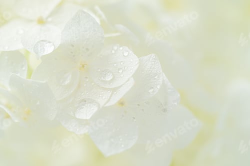 Preview: White hydrangea flowers