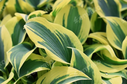 Preview: Plant background