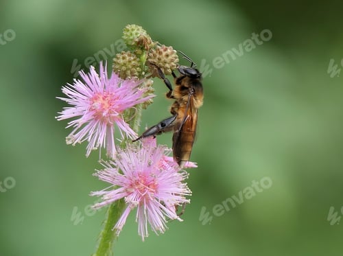 Preview: Bee on a pink flower with blurred green background