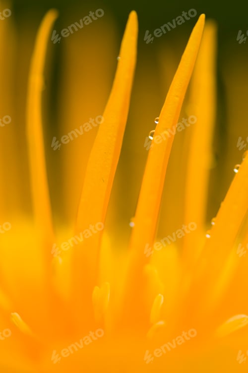 Preview: Yellow flower detail