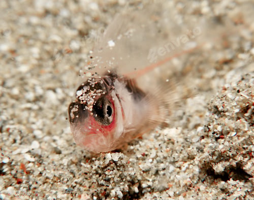 Preview: Newborn grouper from Cyprus
