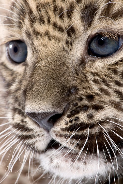 Preview: Close-up on a Persian leopard Cub (6 weeks)