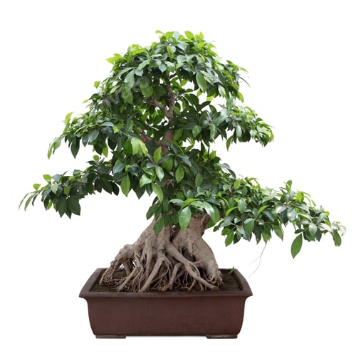 Preview: green bonsai banyan tree