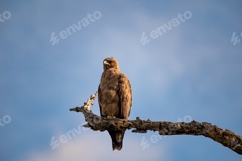 Preview: A Walbergs eagle, Hieraaetus wahlbergi, perched on a dead branch, blue sky background