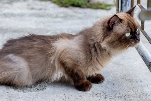 Preview: Persian cat sitting on concrete floor and look straight.