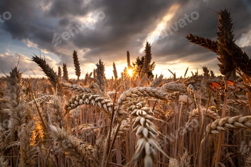Preview: sunshine over wheat field in summer