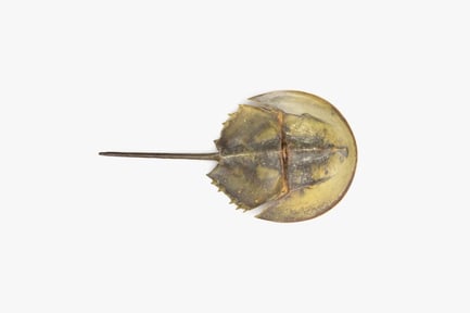 Preview: Atlantic Horseshoe Crab: Ancient Marine Arthropod
