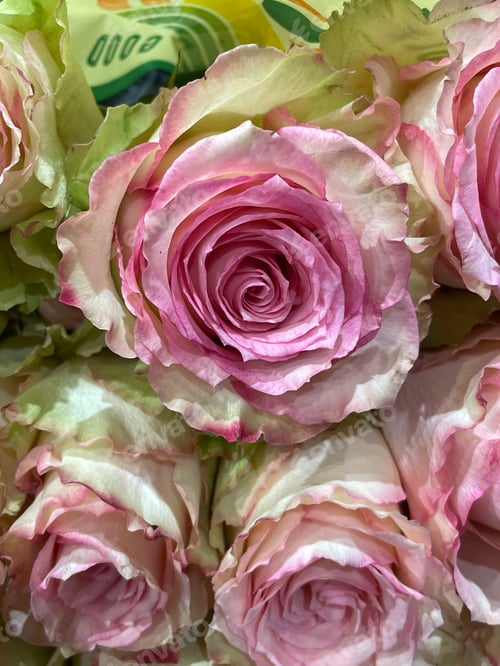 Preview: Roses