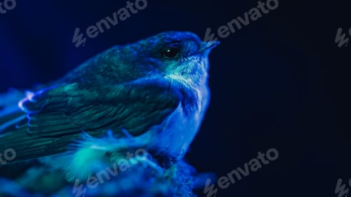 Preview: Barn swallow - hirundo rustica sitting in mud nest, bird chick under blue neon light.
