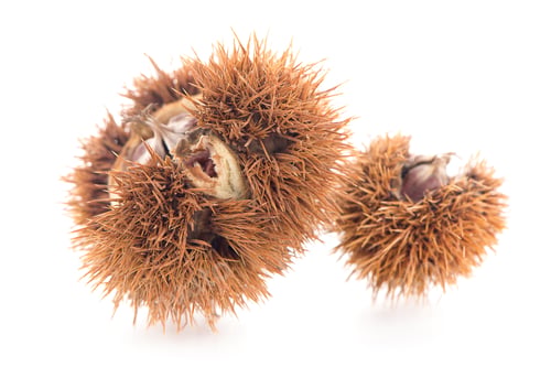 Preview: Chestnuts with shell