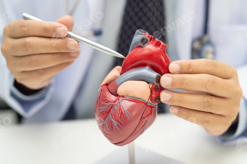 Preview: Cardiovascular disease CVD, Asian doctor holding human anatomy