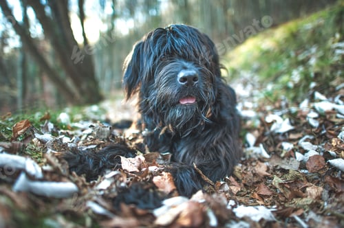 Preview: Mountain shepherd dog