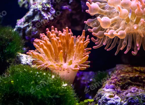Preview: Coral in a saltwater aquarium