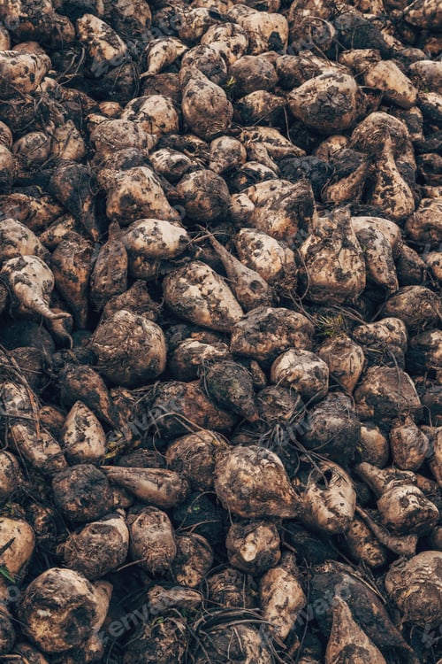 Preview: Sugar beet root crop piled after harvest