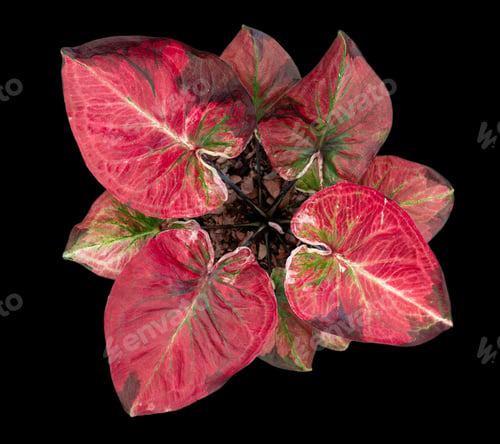 Preview: Beautiful colorful caladium on Black background isolate with clipping path. Queen