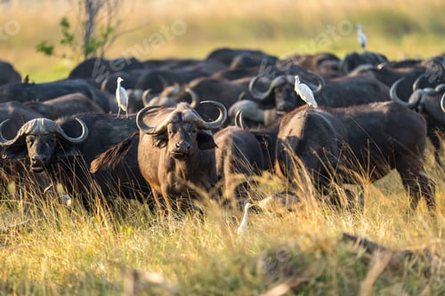 Preview: Herd of African Buffalos grazing in a lush green field in Botswana Safari.
