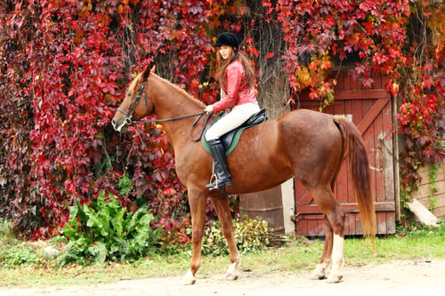 Preview: Woman and her brown horse