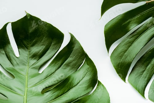 Preview: close up view of green palm leaves on white background