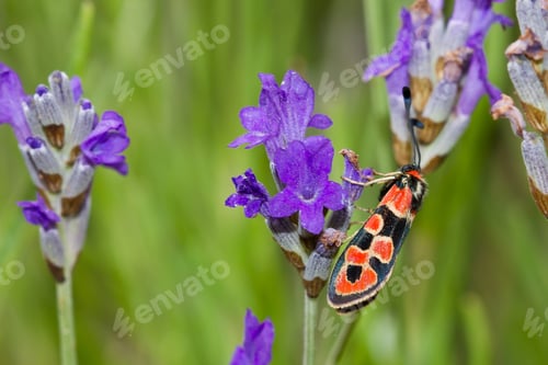 Preview: Soft focus of a black moth with orange spots perched on purple flower