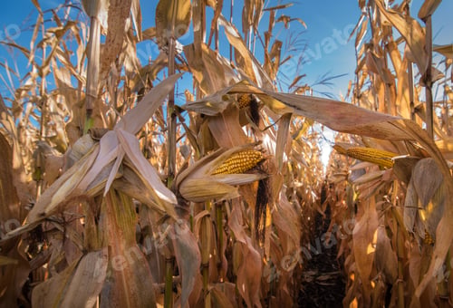Preview: Close-up Dried corn cobs in corn field.
