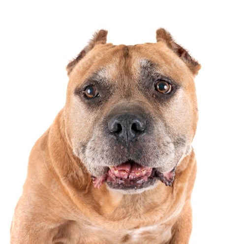 Preview: old american staffordshire terrier