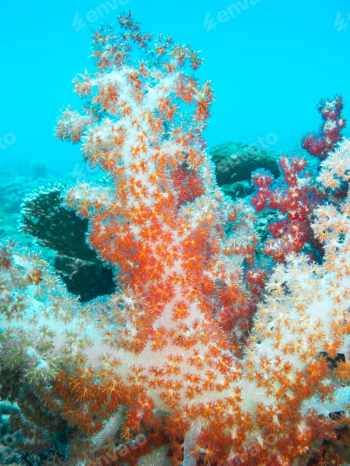 Preview: Orange Soft Coral and a Crinoid