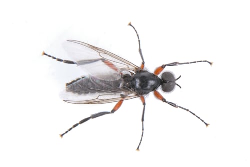 Preview: Fly with long foots on a white background