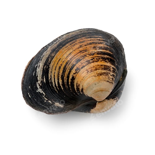 Preview: Single fresh raw spisula solida, surf clam
