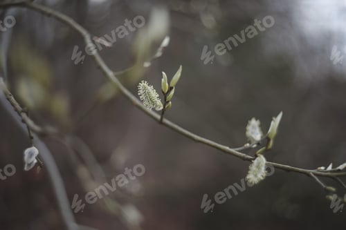 Preview: Leaves blossom on branches in spring. Nature background. Spring wallpaper, close-up, selective focus