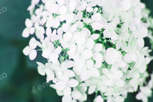 Preview: white hydrangea flower with copy space on a green leaves background in the garden