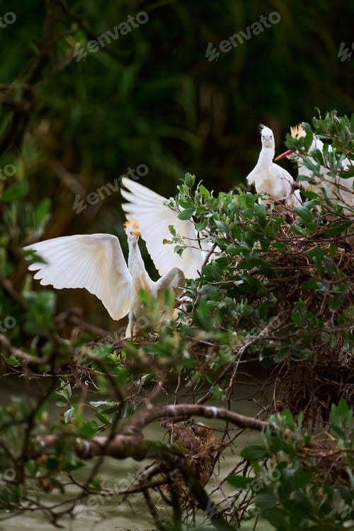 Preview: Herons exposing their breeding plumage