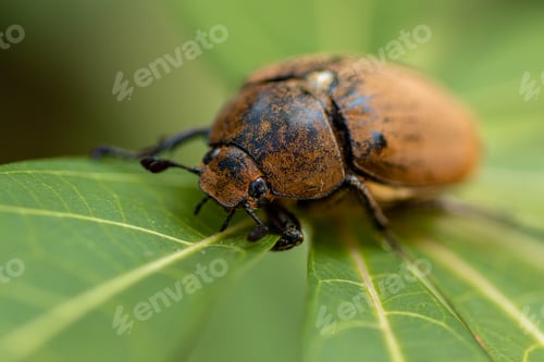Preview: European chafer beetle on a green leaf closeup front body parts macro photo,
