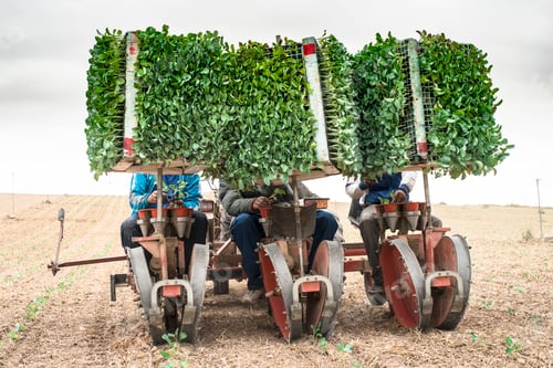 Preview: Planting seedlings machine